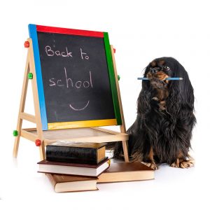 Dog School