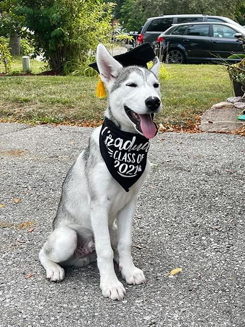 Dog School - Image 2