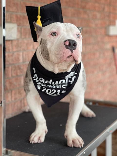 Dog School - Image 3